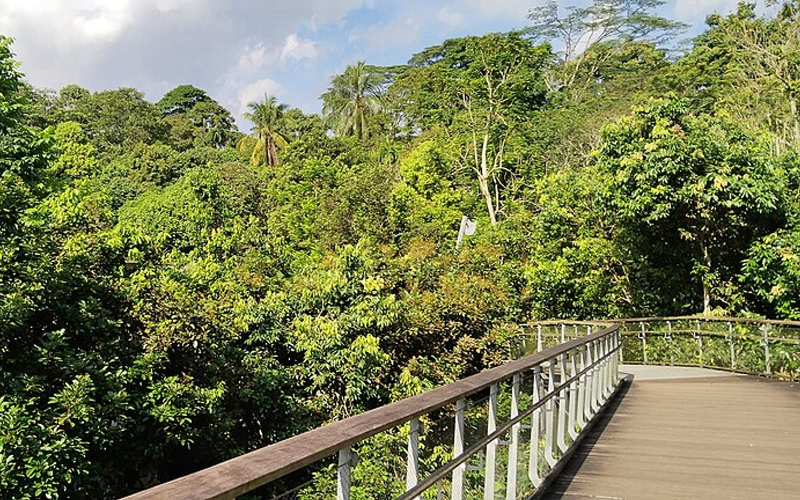 A quiet leafy Bukit Timah street under mature tree canopy